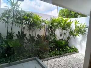 Taman hijau dan tanaman tropis di villa dekat Canggu Bali.